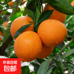 赣南脐橙 带箱2斤70-75mm