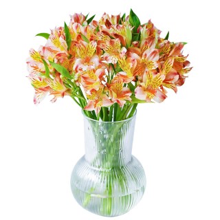 悦多彩 A级水仙百合切花 10枝 昆明基地直发