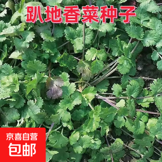 京喜 趴地香菜种子1包