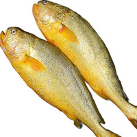 新鲜特大黄鱼500g-600g*1条