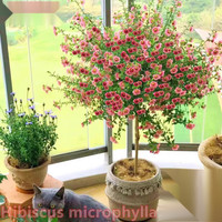  欧芽 多季好养 小木槿花苗