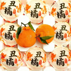 MZPLOI 特大果 单果80MM+ 四川不知火丑橘 4.5斤装