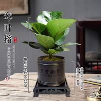 恰意 净化空气 琴叶榕
