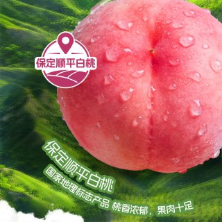 纯享 益生菌 酸奶