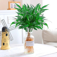 庞贸 水培驱蚊竹柏10棵+营养液