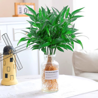 庞贸 水培驱蚊竹柏10棵+营养液