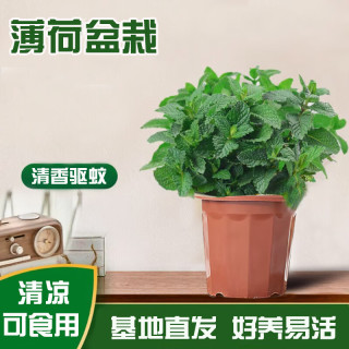 南格卡 薄荷盆栽 小薄荷*2盆+原土
