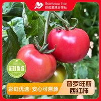 彩虹星球合作社 彩虹星球优选｜普罗旺斯西红柿4.5斤/箱当季沙瓤西红柿