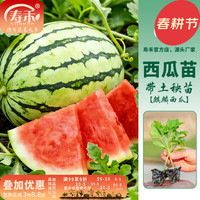 寿禾 果树苗大全茄子南方北方种植冬春季带土带叶 麒麟西瓜苗3棵