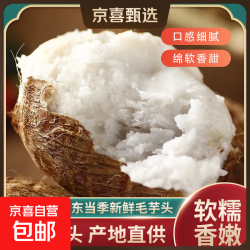 京喜 山东牛奶小芋头中球 带箱1斤精品中果（手选 无二母球）