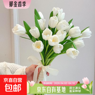 今日必买：珍珠白 郁金香鲜花 10朵 随机色