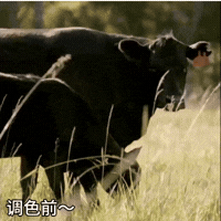 值友专享：京东超市 海外直采 原切澳洲和牛牛腱净重2斤  谷饲380天 M8-9以上级别