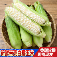  风车车农场 现摘 白糯玉米
