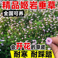  xinyi/鑫意 四季耐寒热 姬岩垂草种子