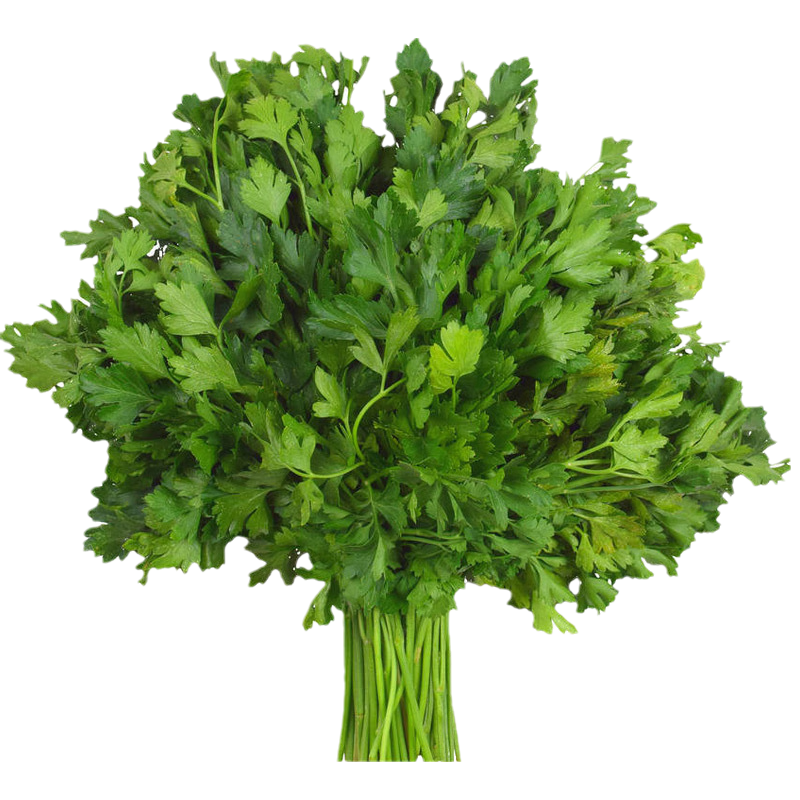  长耕 抗热 香菜种子