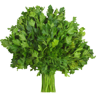  长耕 抗热 香菜种子