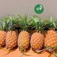 京鲜生 海南金钻凤梨 净重7.5-8斤（单果650g+）