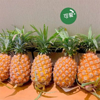 京鲜生 海南金钻凤梨 净重7.5-8斤(单果650g+)