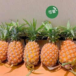 京鲜生 海南金钻凤梨 净重7.5-8斤（单果650g+）