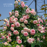 海蒂的花园 龙沙宝石月季花苗鲜花盆栽阳台庭院爬墙藤本花卉植物花架月季小苗