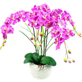 京喜 粉雨蝴蝶兰 蝴蝶兰花苗盆栽 室内观花植物 桌面阳台年宵花卉 四季开花绿植花卉