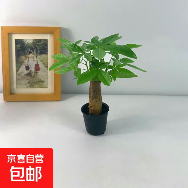 发财树盆栽 室内桌面绿植 粗2-3cm 单杆发财树 原盆