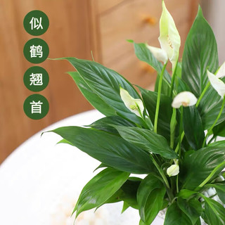  小冤家 净化空气 白掌盆栽+肥料 特级大号白掌（大竖纹白吸水盆）+肥料