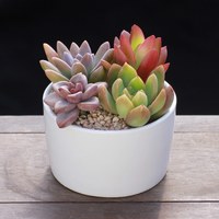 Ruemejar/如美家 净化空气 多肉植物组合盆栽 盆土 带盆栽好