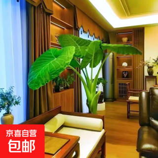 特老桩象耳芋旺绿植土培懒人客厅室内外庭院简单观赏大型植物 15-20高