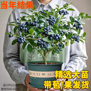 绿有意 蓝莓树果苗 盆栽地栽花香蓝莓苗 中苗花香蓝莓苗盆栽L25（带花/果）