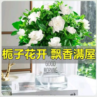 萌肉居 易活盆栽花卉水培土培绿植桌面植物浓香型栀子花+早安盆