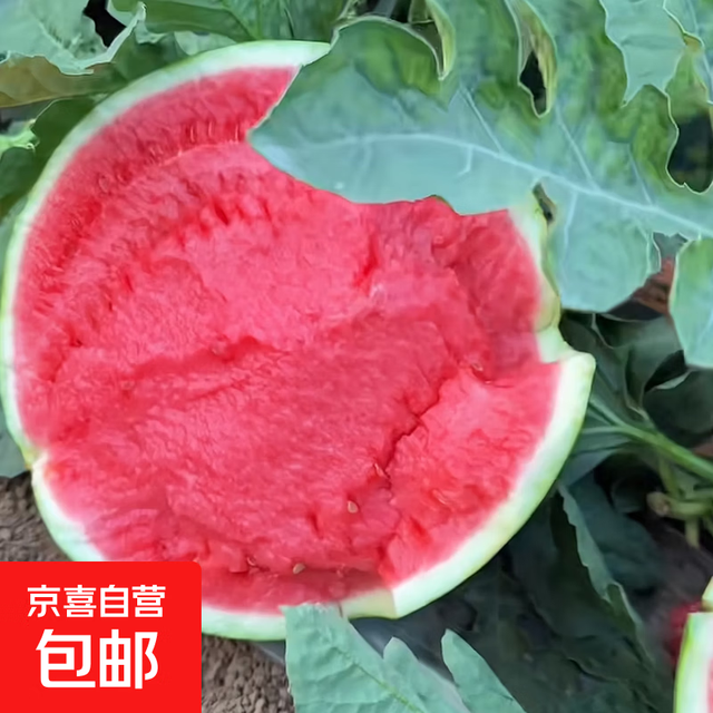 新鲜现摘正宗冰糖麒麟西瓜薄皮脆甜  9-10斤（家庭首选）