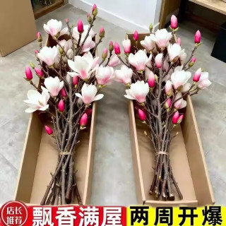 鲜切水培玉兰花10枝