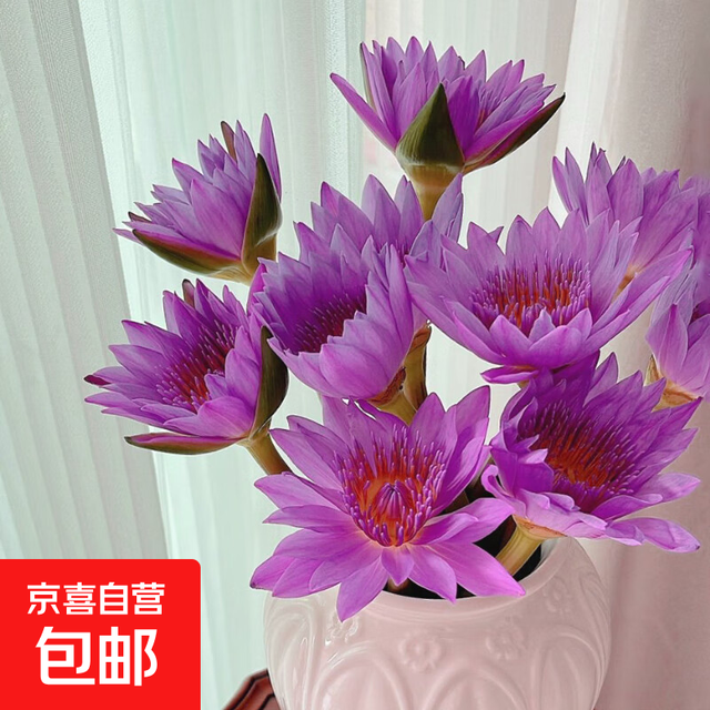 京喜 睡莲 随机色睡莲5枝（京东快递）