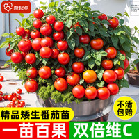 原起点 矮生盆栽樱桃小番茄苗 3棵 红色