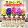  雨不停 耐寒 风信子种球