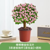 爱你一万年 净化空气 多肉植物 含盆