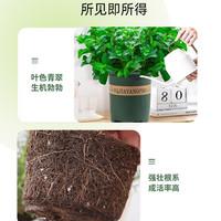  南格卡 可食用 薄荷盆栽 小薄荷*2盆+原土