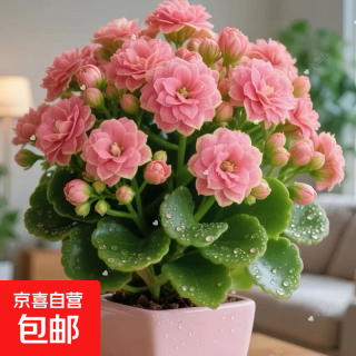 稀有金狐狸长寿花盆栽重瓣四季开花室内客厅阳台花卉 带花苞配绿色加仑盆