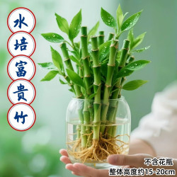 沭之美 水培 植物富贵竹 水培富贵竹10枝15-20cm 源头直发