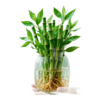 移动端、京东百亿补贴：沭之美 源头直发 水培富贵竹