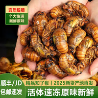 十里馋 知了猴大活体速冻 50只