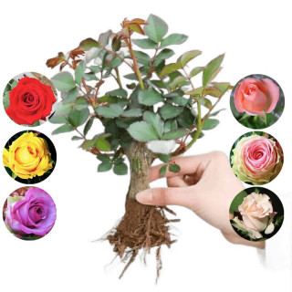 致荟树 玫瑰花苗 混色系 5颗