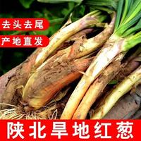 移动端、京东百亿补贴：金百粟 绥德馆 陕北山地红皮葱 4.8斤