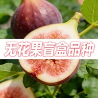88VIP：虹越 无花果树果苗盆栽大果南方种植北方耐寒波姬红芭劳奈斯特拉