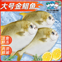 三只海豚 国产金鲳鱼 2.1斤 3条装