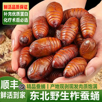十里馋 蚕蛹鲜活发货东北特产 小黑蛹500g约65只 3-4cm