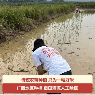  米天才 软香 猫牙米