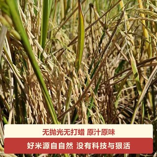  米天才 软香 猫牙米
