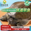 芮宝农场 汉寿8年份甲鱼鲜活6斤团鱼生鲜生鲜源头直发包邮